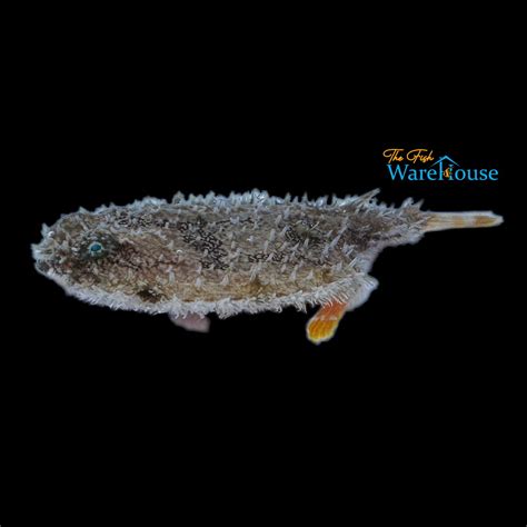 pancake fish|Pancake Batfish (Halieutichthys aculeatus) – Complete Care Guide.